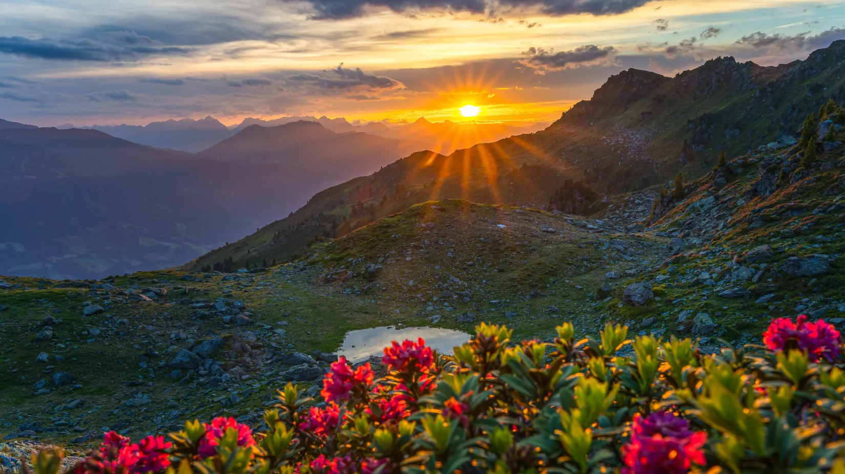Sonnenuntergang auf den Bergen mit Bergrosen im Vordergrund